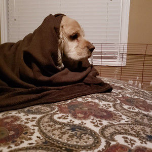 Meet your Posher, Carl